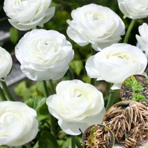 Pink Ranunculus Bulbs - 25 Pack for Planting - Peony Buttercup Flowers - Image 3