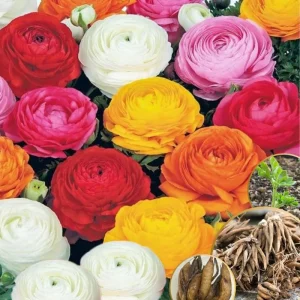 Pink Ranunculus Bulbs - 25 Pack for Planting - Peony Buttercup Flowers - Image 4