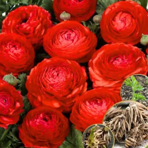 Pink Ranunculus Bulbs - 25 Pack for Planting - Peony Buttercup Flowers - Image 9