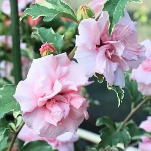 Pink Rose of Sharon Live Plant – Hardy Hibiscus Shrub, 4 Inch Pot, Althea Hibiscus Syriacus - Image 1