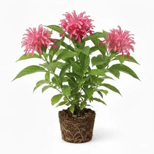 Pink Shrimp Plant Live Shrub, 5-7 Inches Tall, Easy Care, Indoor Outdoor - Image 1