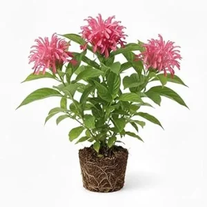 Pink Shrimp Plant Live Shrub, 5-7 Inches Tall, Easy Care, Indoor Outdoor - Image 2