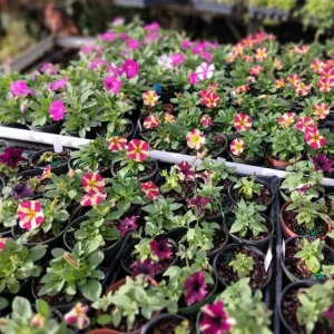 Pink Sky Petunia Live Plant - 2 Starter Bicolor Pink Petunia Flowers, 3-6 Inch Tall - Image 2