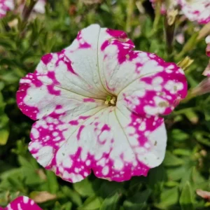 Pink Sky Petunia Live Plant - 2 Starter Bicolor Pink Petunia Flowers, 3-6 Inch Tall - Image 3
