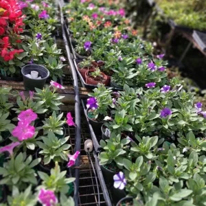 Pink Sky Petunia Live Plant - 2 Starter Bicolor Pink Petunia Flowers, 3-6 Inch Tall - Image 4