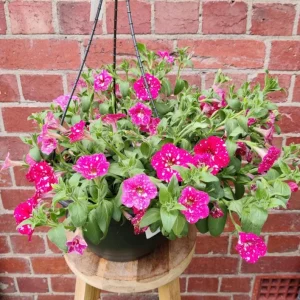 Pink Sky Petunia Live Plant - 2 Starter Bicolor Pink Petunia Flowers, 3-6 Inch Tall - Image 1