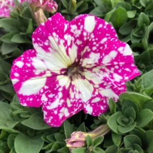 Pink Sky Petunia Live Plant - 2 Starter Bicolor Pink Petunia Flowers, 3-6 Inch Tall - Image 7