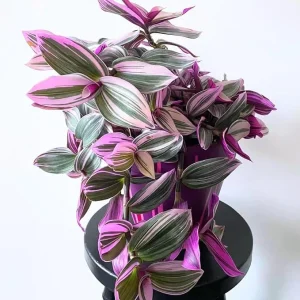 Pink Wandering Jew Live Plant - Tradescantia Nanouk, 2 Inch Pot, Indoor - Image 6