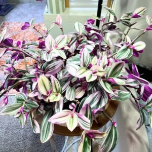 Pink Wandering Jew Live Plant – Vining Houseplant – 2.5 Inch Pot – Indoor/Outdoor - Image 5