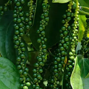 Piper Nigrum Live Plant - Black Pepper Vine, 4-8 Inches Long, Outdoor - Image 2