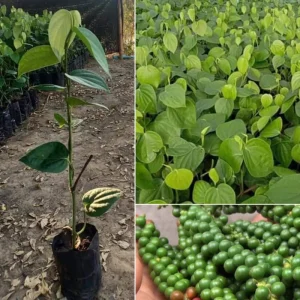 Piper Nigrum Live Plant - Black Pepper Vine, 4-8 Inches Long, Outdoor - Image 4