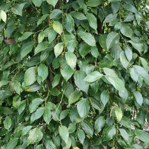 Piper Nigrum Live Plant - Black Pepper Vine, 4-8 Inches Long, Outdoor - Image 6