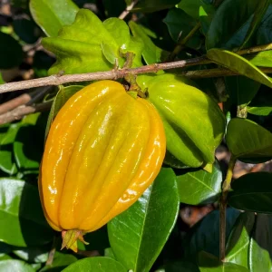 Pitangatuba 'Big Elongated Fruit' Star Cherry Live Plant - Eugenia Selloi Seedling 3-6'' Tall - Image 5