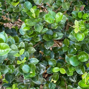 Pitangatuba 'Big Elongated Fruit' Star Cherry Live Plant - Eugenia Selloi Seedling 3-6'' Tall - Image 7