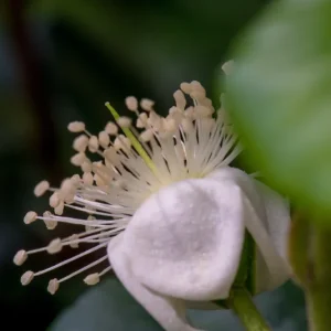 Pitangatuba Star Cherry Fruit Tree Seedling - Eugenia Selloi Plant, 3-6'' Tall - Image 10