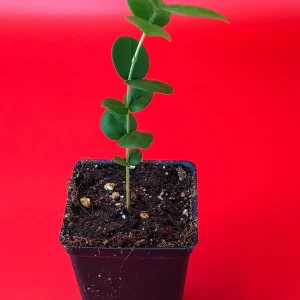 Pitangatuba Star Cherry Fruit Tree Seedling - Eugenia Selloi Plant, 3-6'' Tall - Image 2