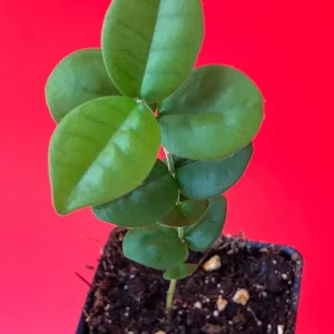 Pitangatuba Star Cherry Fruit Tree Seedling - Eugenia Selloi Plant, 3-6'' Tall - Image 4