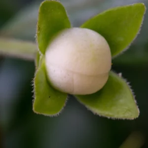 Pitangatuba Star Cherry Fruit Tree Seedling - Eugenia Selloi Plant, 3-6'' Tall - Image 7