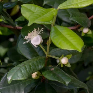 Pitangatuba Star Cherry Fruit Tree Seedling - Eugenia Selloi Plant, 3-6'' Tall - Image 8