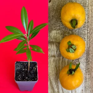 Pitomba Big Fruit Live Plant - Eugenia Luschnathiana Tree Starter - 4-6