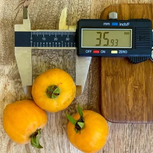 Pitomba Big Fruit Live Plant - Eugenia Luschnathiana Tree Starter - 4-6