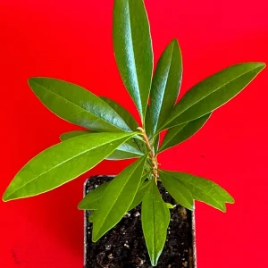Pitomba Big Fruit Live Plant - Eugenia Luschnathiana Tree Starter - 4-6