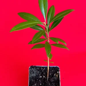 Pitomba Big Fruit Live Plant - Eugenia Luschnathiana Tree Starter - 4-6