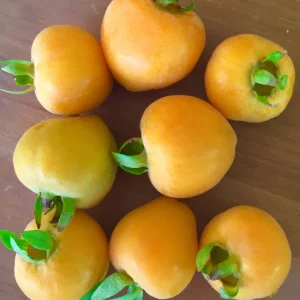 Pitomba Eugenia Luschnathiana Live Plant - Fruit Tree Starter 6-10