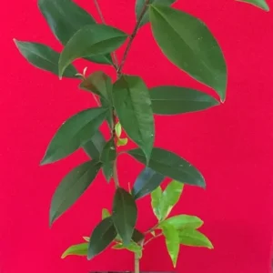 Pitomba Eugenia Luschnathiana Live Plant - Fruit Tree Starter 6-10