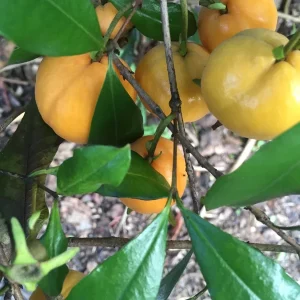 Pitomba Eugenia Luschnathiana Live Plant - Fruit Tree Starter 6-10