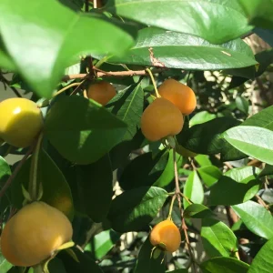 Pitomba Eugenia Luschnathiana Live Plant - Fruit Tree Starter 6-10