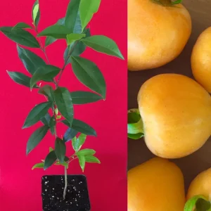 Pitomba Eugenia Luschnathiana Live Plant - Fruit Tree Starter 6-10" Potted - Image 1