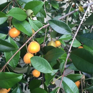 Pitomba Eugenia Luschnathiana Live Plant - Fruit Tree Starter 6-10