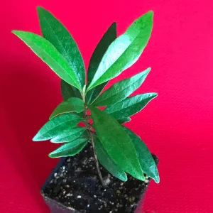 Pitomba Live Plant - Eugenia Luschnathiana Fruit Tree Starter 4-6 inch Potted - Image 2
