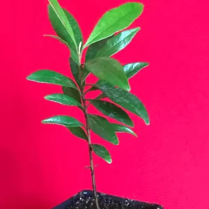Pitomba Live Plant - Eugenia Luschnathiana Fruit Tree Starter 4-6 inch Potted - Image 5