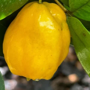 Pitombatuba Hybrid Fruit Tree Live Plant, Eugenia Selloi x Luschnathiana, 3-6 inch, 2.5-inch Pot - Image 3