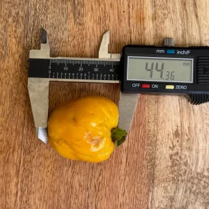 Pitombatuba Hybrid Fruit Tree Live Plant, Eugenia Selloi x Luschnathiana, 3-6 inch, 2.5-inch Pot - Image 7