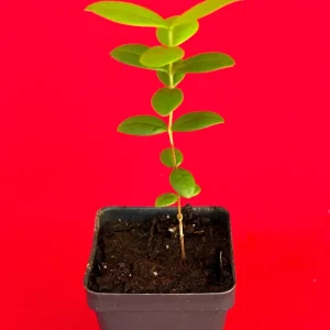 Pitombatuba Hybrid Fruit Tree Live Plant, Eugenia Selloi x Luschnathiana, 3-6 inch, 2.5-inch Pot - Image 8