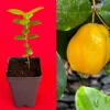 Pitombatuba Hybrid Fruit Tree Live Plant, Eugenia Selloi x Luschnathiana, 3-6 inch, 2.5-inch Pot - Image 1