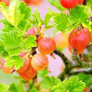 Pixwell Gooseberry Live Plant – Fruit Shrub Starter – 5-9 Inch Tall - Image 2