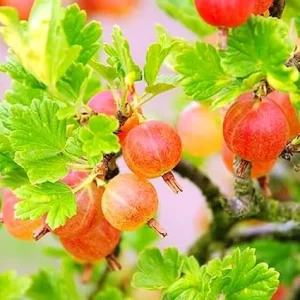 Pixwell Gooseberry Live Plant – Fruit Shrub Starter – 5-9 Inch Tall - Image 3