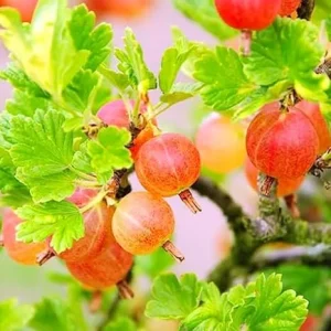 Pixwell Gooseberry Live Plant – Fruit Shrub Starter – 5-9 Inch Tall - Image 1