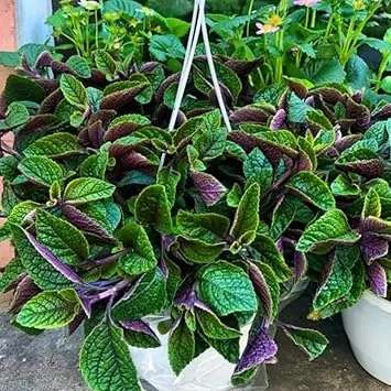 Plectranthus Purple Swedish Ivy Live Plant, 4 Inch Pot, Indoor Houseplant - Image 5