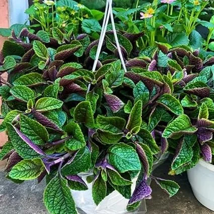 Plectranthus Purple Swedish Ivy Live Plant, 4 Inch Pot, Indoor Houseplant - Image 6