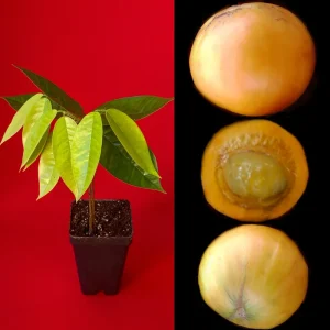 Plinia Edulis Cambuca Seedling Live Plant – 5-9 Inch Tall Potted Fruit Tree - Image 1