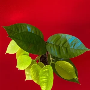 Plinia Edulis Cambuca Seedling Live Plant – 5-9 Inch Tall Potted Fruit Tree - Image 3