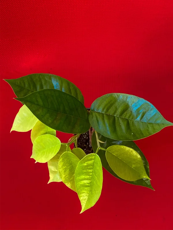 Plinia Edulis Cambuca Seedling Live Plant – 5-9 Inch Tall Potted Fruit Tree - Image 3