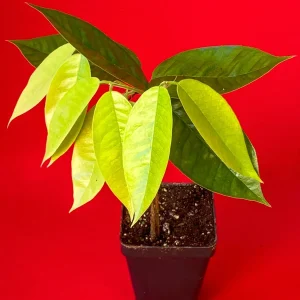 Plinia Edulis Cambuca Seedling Live Plant – 5-9 Inch Tall Potted Fruit Tree - Image 4