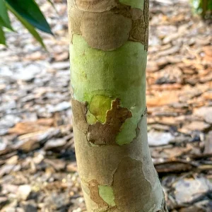 Plinia Edulis Cambuca Seedling Live Plant – 5-9 Inch Tall Potted Fruit Tree - Image 5