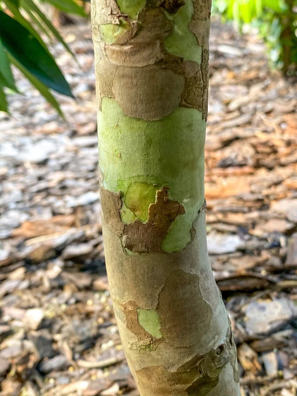 Plinia Edulis Cambuca Seedling Live Plant – 5-9 Inch Tall Potted Fruit Tree - Image 5